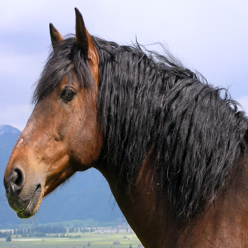 Top 20 Horse Breeds LOGO-APP點子