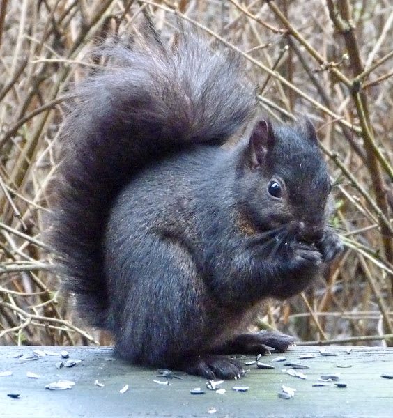 Melanistic gray squirrel | Project Noah
