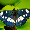 Southern White Admiral Butterfly