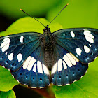 Southern White Admiral Butterfly