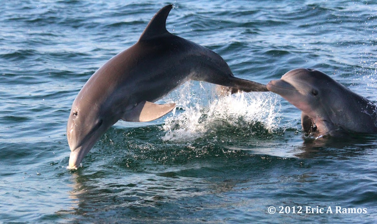 Common bottlenose dolphin