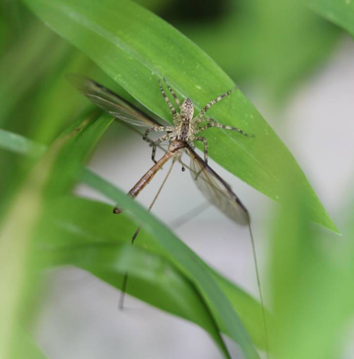 predation event spider and cranefly