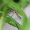 predation event spider and cranefly
