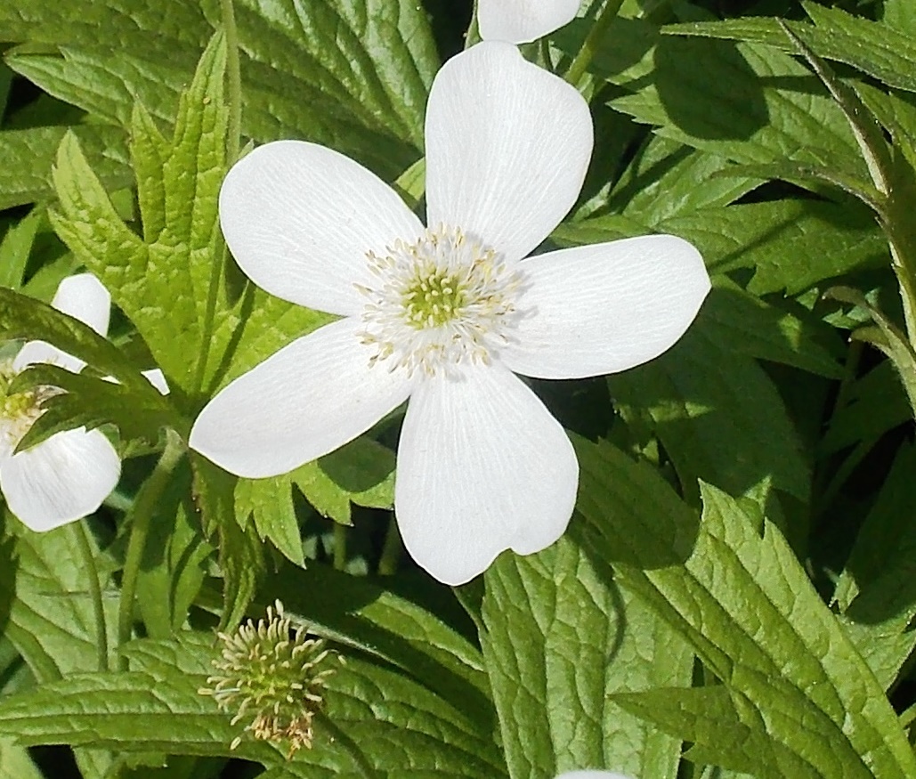 Thimbleweed (Wildflower)