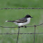 Eastern Kingbird