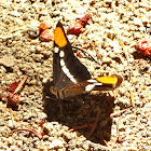 California Sister butterfly