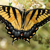 Eastern tiger swallowtail