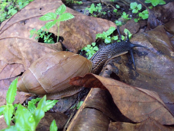 Caracol | Project Noah