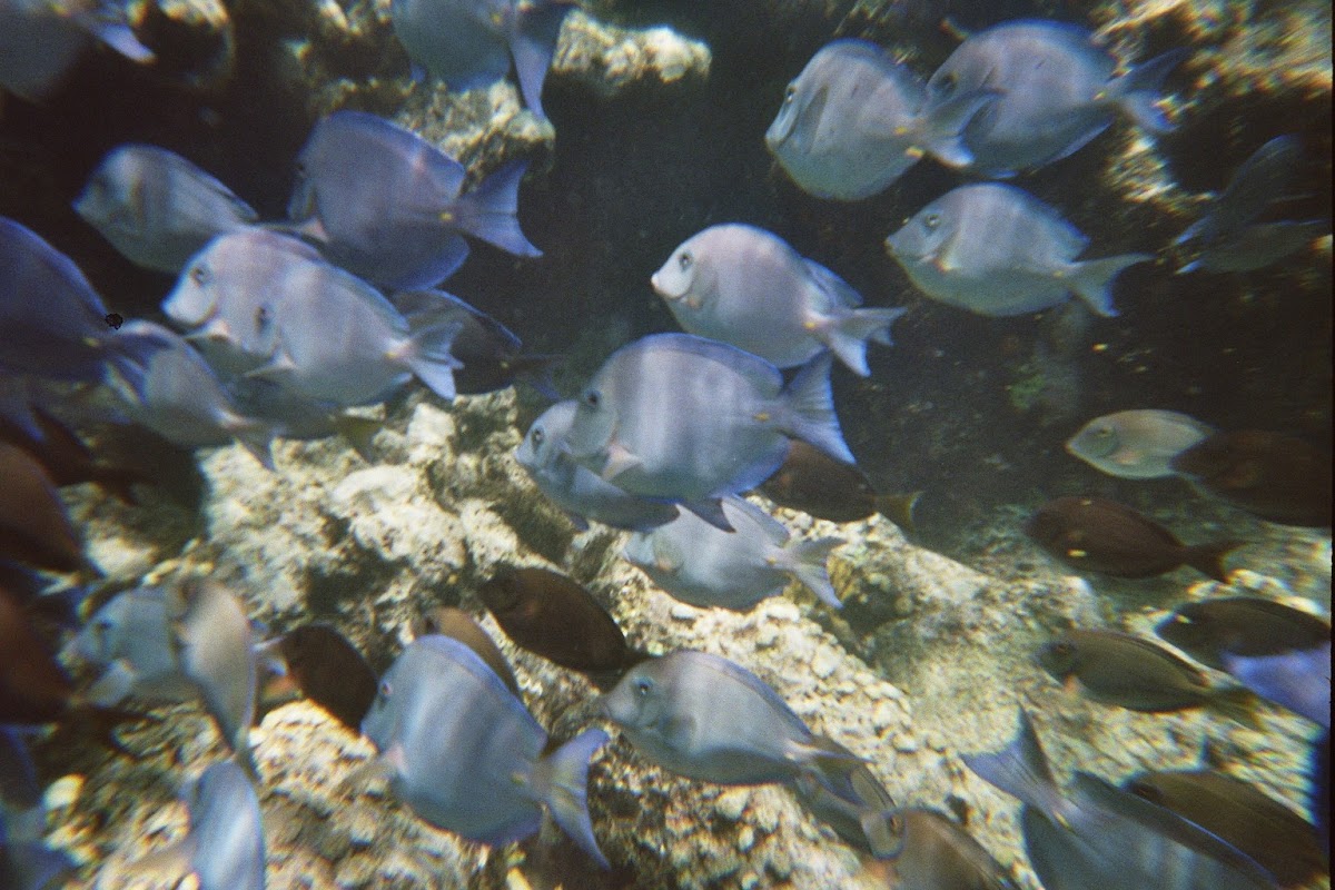Atlantic blue tang
