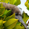 Red-footed booby (juvenile)