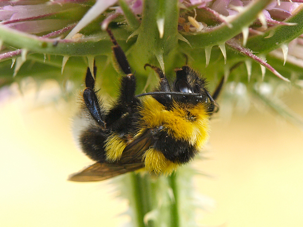 Abejorro (Garden bumblebee)