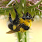 Abejorro (Garden bumblebee)