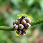 Parasitoid wasp on stink bug eggs