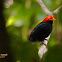 Red Capped Manakin