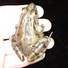 Southern Leopard Frog