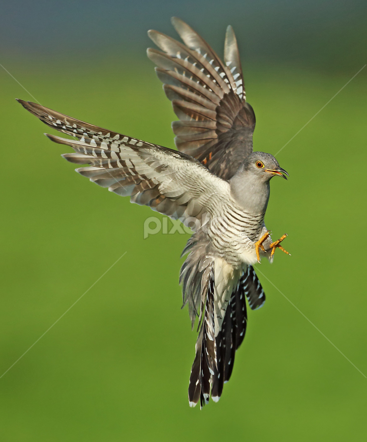 Cuckoo by Paul Mcmullen - Animals Birds