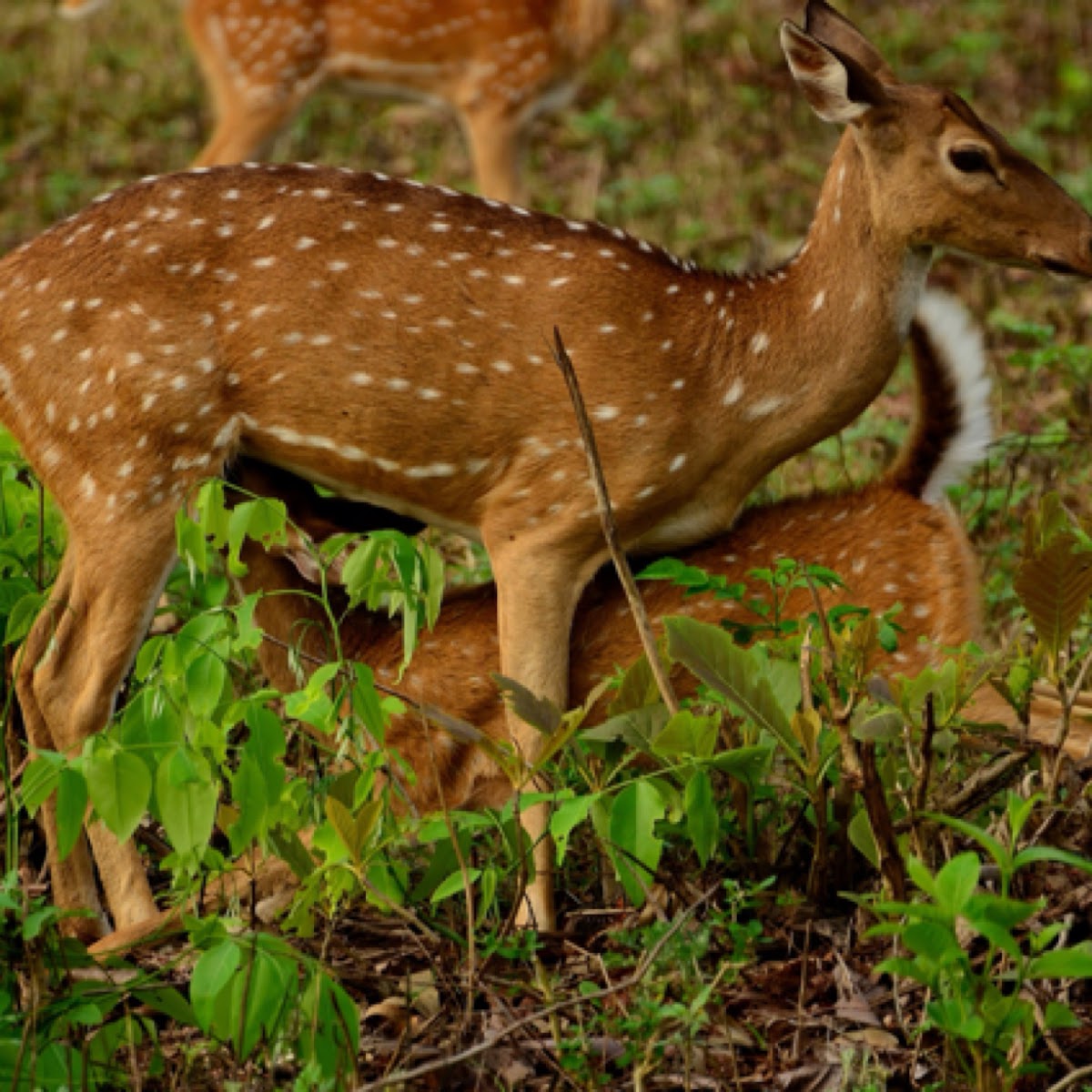 Spotted deer