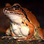Stoney Creek Frog ( Female )