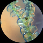Lophocolea heterophylla