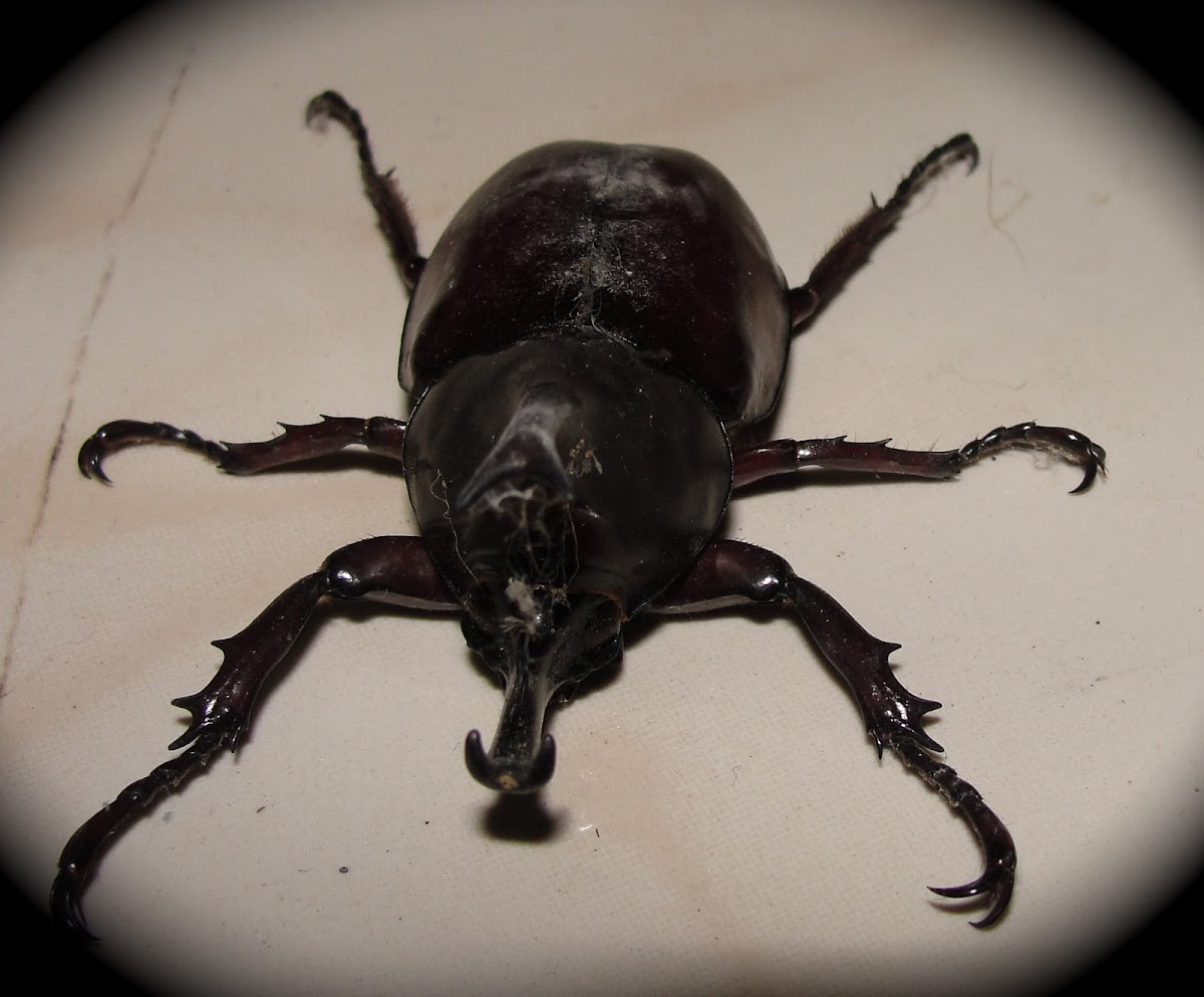 Rhinocero beetle