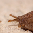 Brown Leather-back Slug