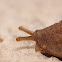 Brown Leather-back Slug