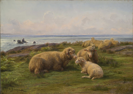 Sheep by the Sea