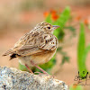 Jerdon's Bushlark