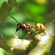 Wondrous Wasps of Southern California