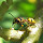Wondrous Wasps of Southern California