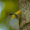 Sulawesi Lined Gliding Lizard