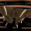 Macleay's Swallowtail Moth