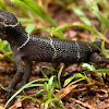 Boulenger's Indian gecko