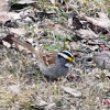 White-troated Sparrow