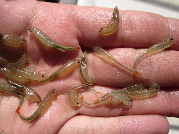 Fairy Shrimp | Project Noah