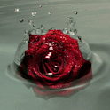 Floating Rose Live Wallpaper