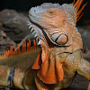 Green Iguana Male