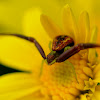 crab spider