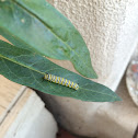 Monarch Caterpillar