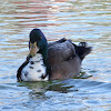 (Male) Hybrid Duck