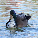 (Male) Hybrid Duck