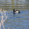 Ring-Necked Duck