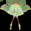 African Moon Moth