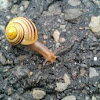 Snails & a slug