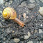 Snails & a slug