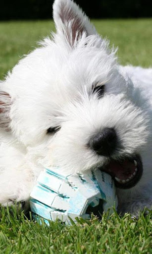 West Highland Terriers