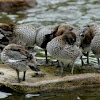 Australian Wood Duck, Maned Duck or Maned Goose