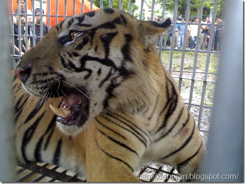 HarimauTapakTuan02