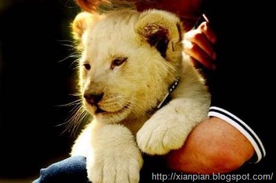 [Cute+White+Lion+Cub[2].jpg]