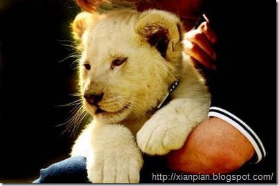 Cute White Lion Cub